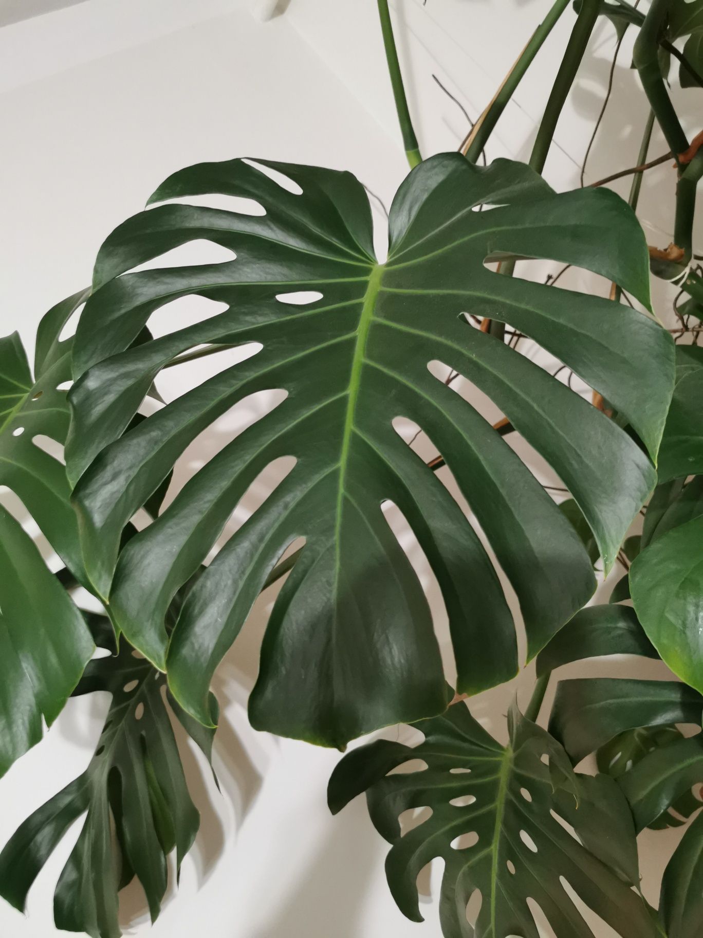 Monstera, piękna