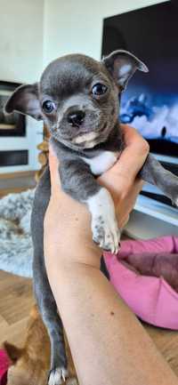Chihuahua niebieska dzieczynka