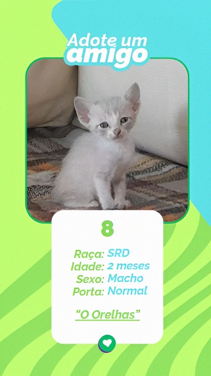 Gatinhos bebés para adoção responsável – 8 disponíveis