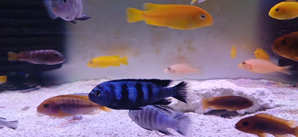 pyszczaki Chindongo  saulosi