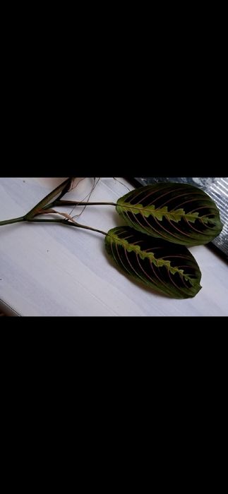 Sadzonka Maranta leuconeura