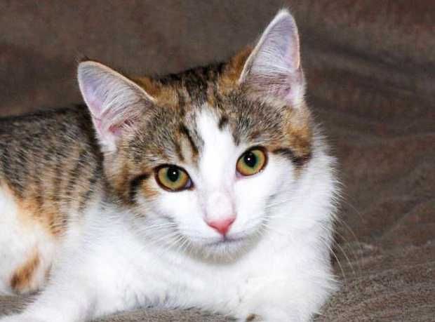 Крошечное сердце ищет дом! Лямура , котенок 3  мес
