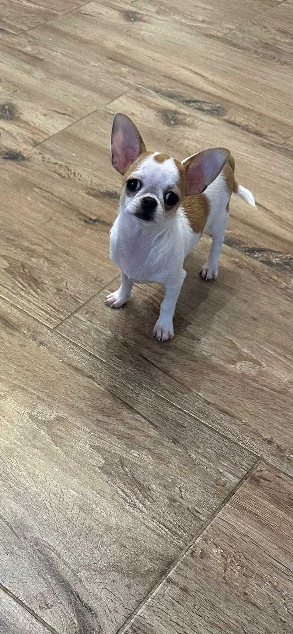 Chihuahua śliczny malutki chłopczyk