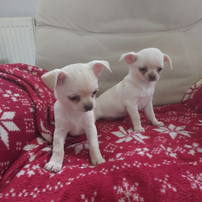 Suczka chihuahua z rodowodem