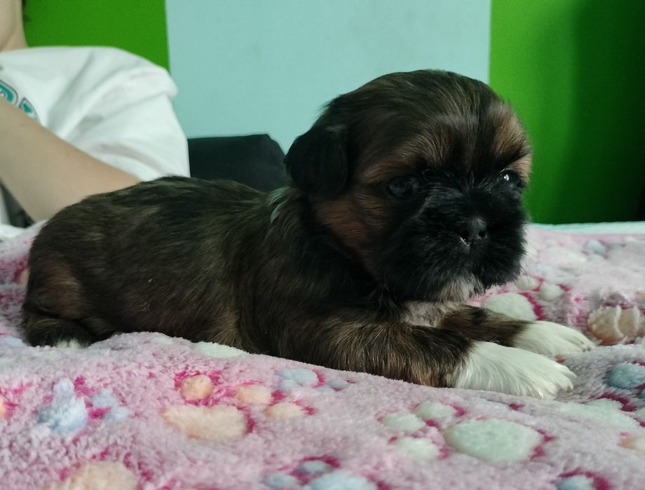 Brązowy piesek Shih Tzu