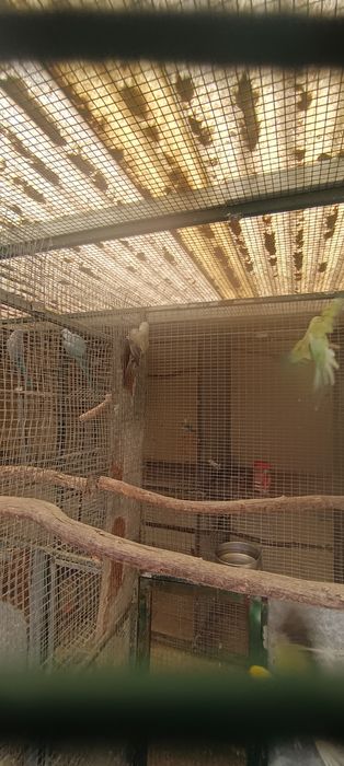 Ring neck  disponíveis