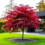 Klon palmowy (Acer palmatum)
