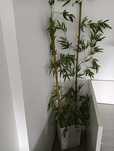 Planta artificial