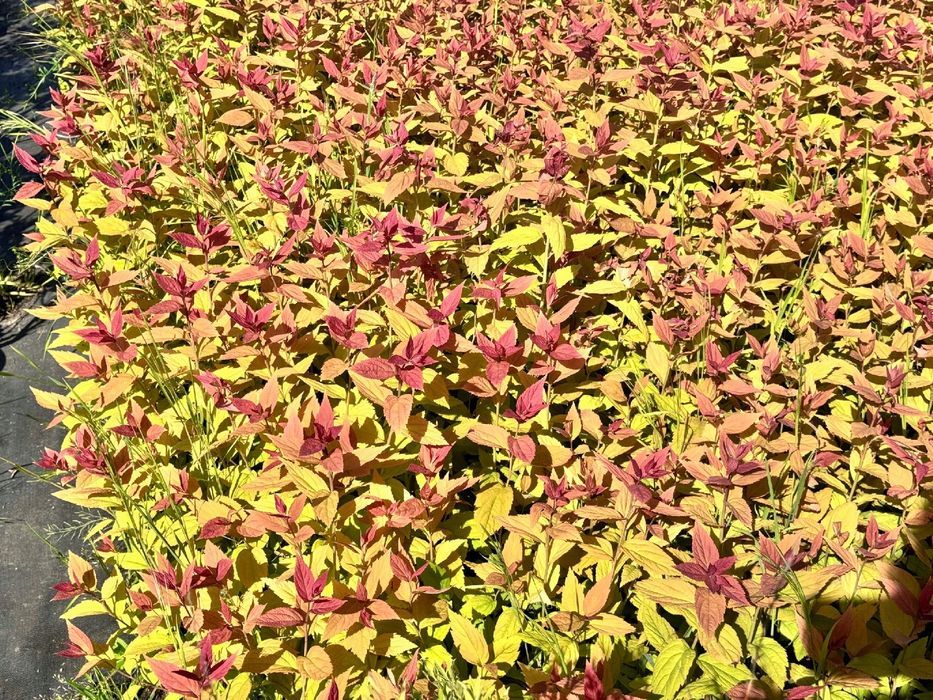 Tawuła japońska 'Macrophylla' (Spiraea japonica) Doniczka 2.0L