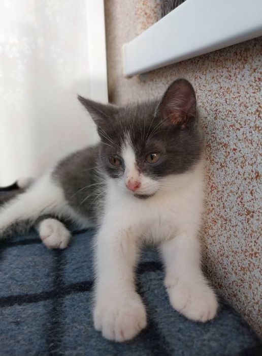Кошенята в добрі ручки