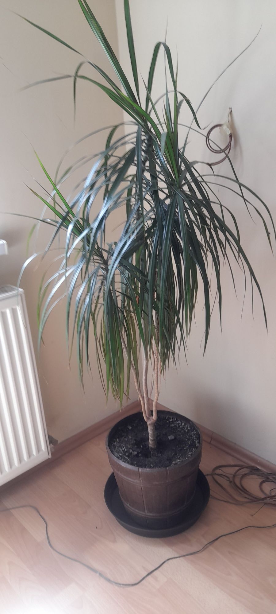 Dracena duża zadbana