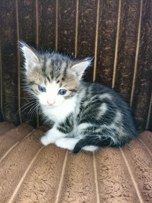 Віддам в добрі руки котиків