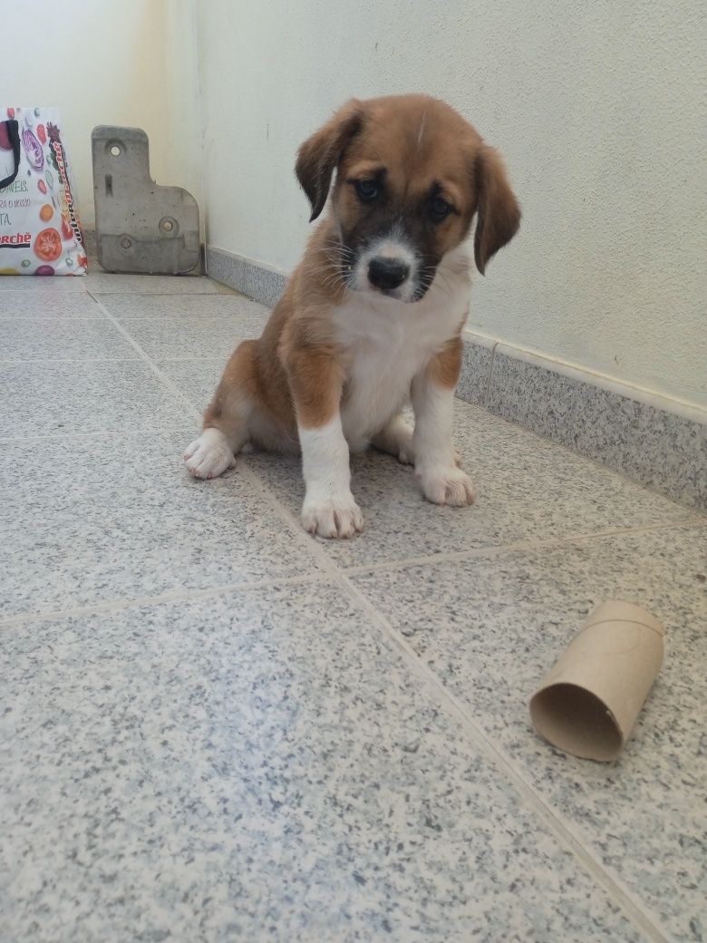Cachorrinhos X Beagle