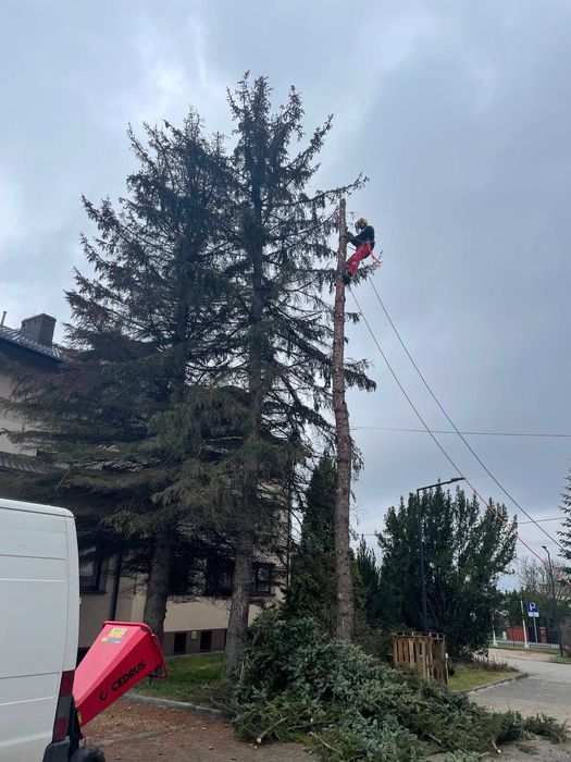 Wycinka drzew, czyszczenie działek. Więcej przestrzeni, mniej kłopotów