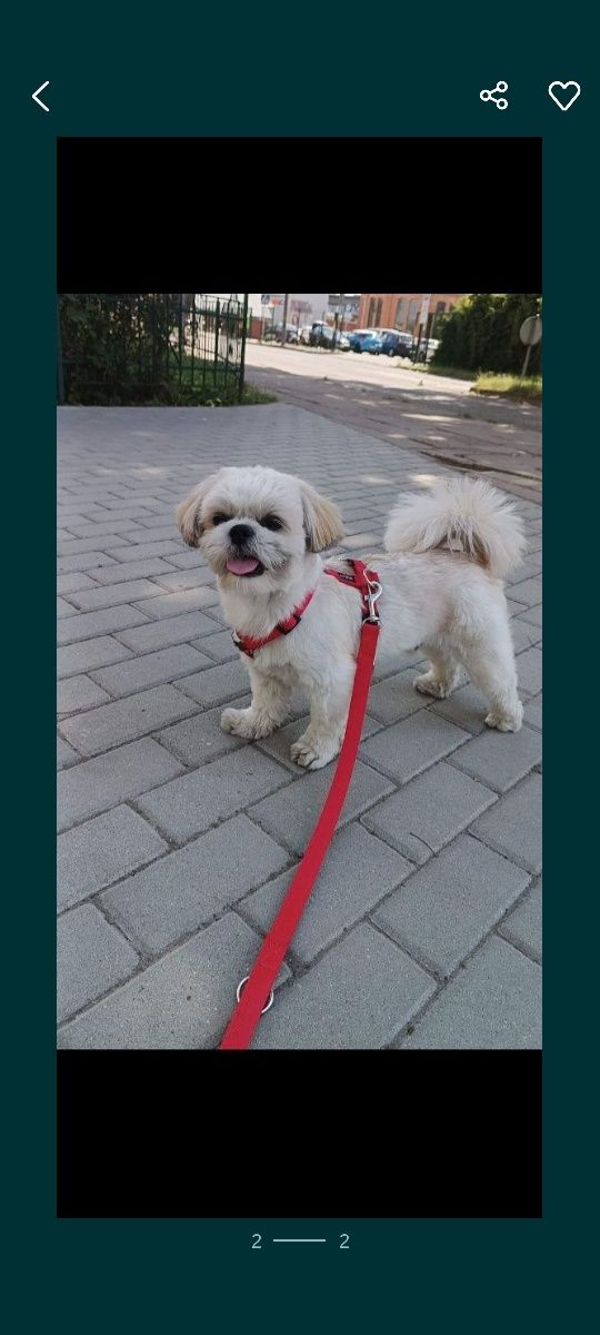 Shih-Tzu uroczy piesek