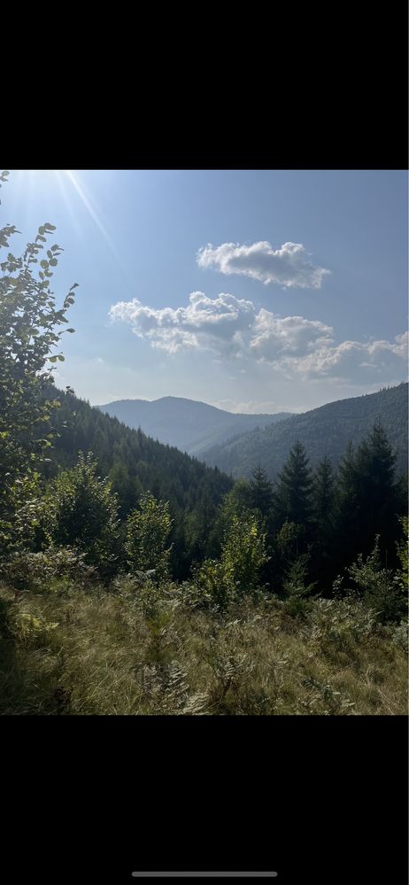 Мед карпатський