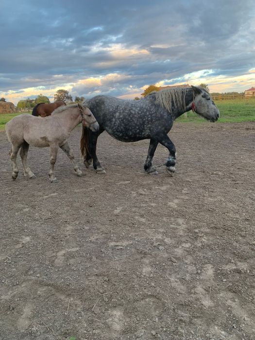 Sprzedam klacz z źrebakiem