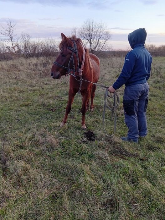 Продам молоду лошичку спокійна