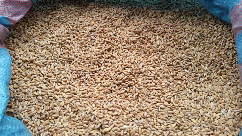 Pszenica EUFORIA, pszenżyto ROTONDO, żyto KWS SERAFINO, łubin BORUTA