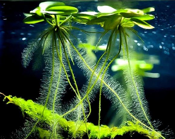 Limnobium gąbczaste - Limnobium laevigatum - roślina pływająca.