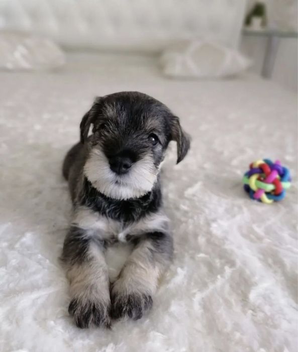 Дівчята цвергшнауцера в прививками чипом та документов