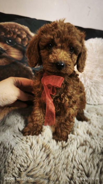 Pudel miniaturowy badania genetyczne(rodzice)