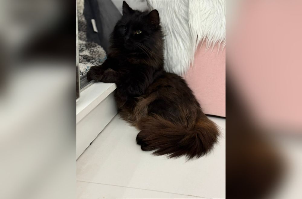 Kochany kocurek szuka domku!