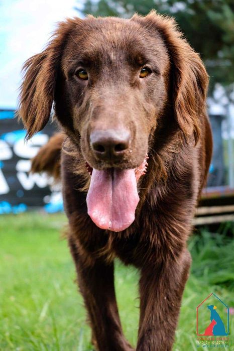 Piękna, duża w typie rasy, pełna radości życia i miłości do ludzi
