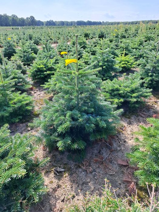 Jodła Kaukaska ukorzeniona rosnąca w donicy 100 - 150 - TuChoinki.pl