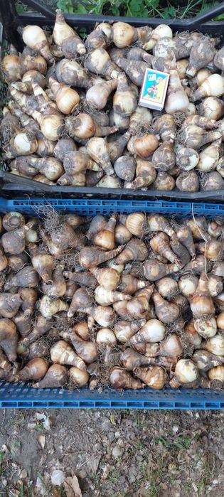 Луковицы нарцисса трубчатого