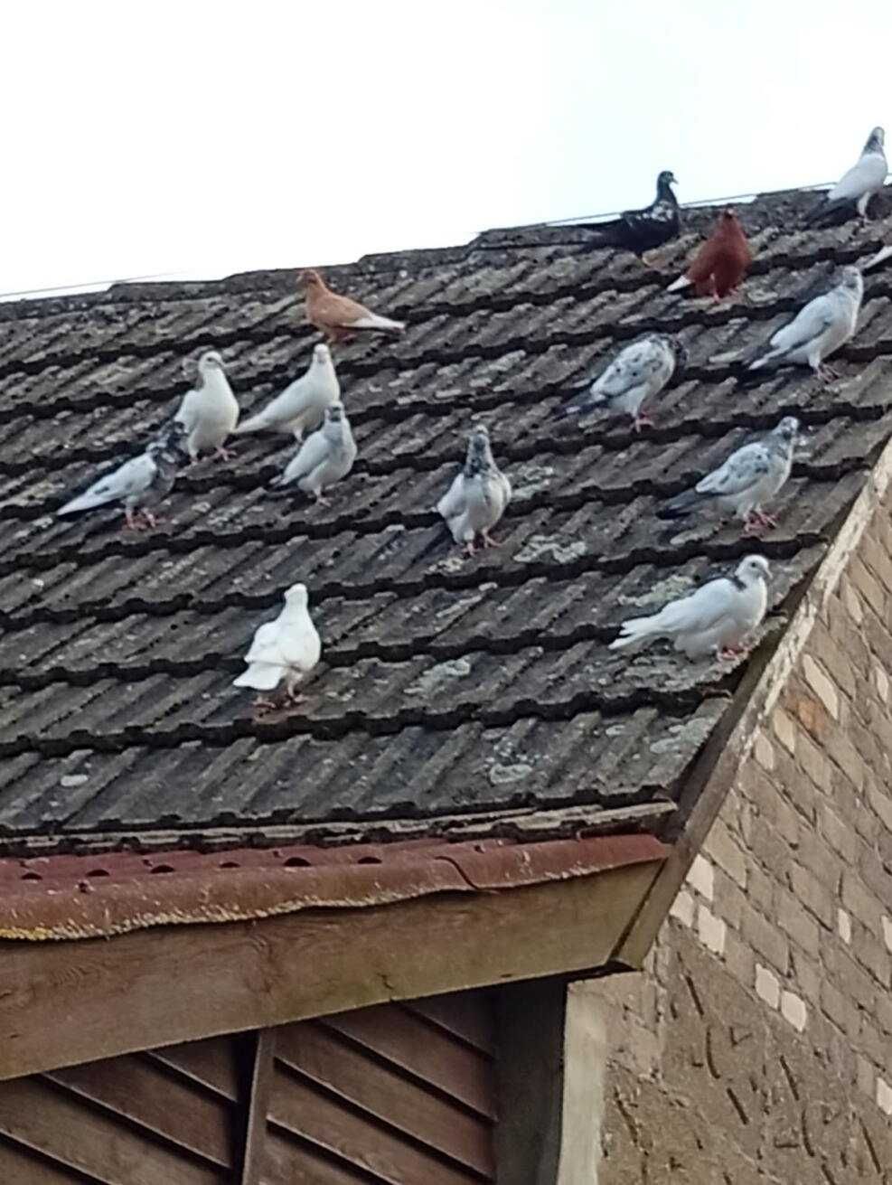 Gołębie pakistanskie