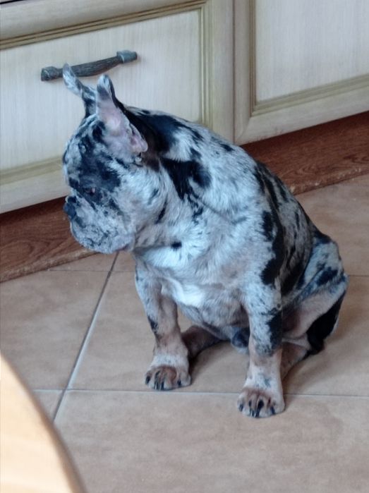 Хлопчик французького бульдога