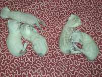 Бенгальський кот кошка котёнок