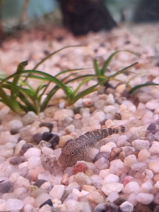 Przylga Chińska,  cudaczek