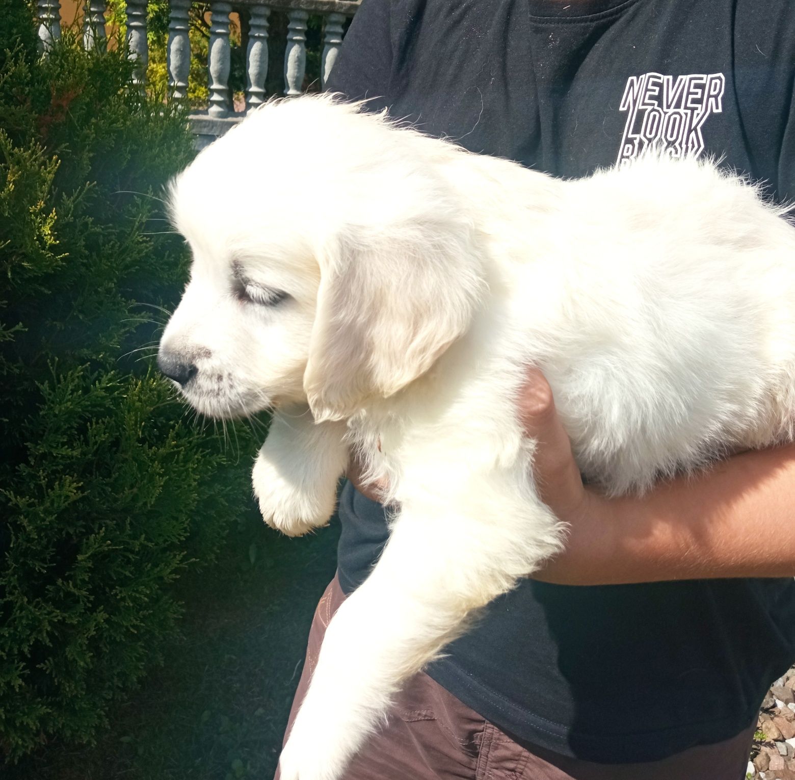 Golden retriever piesek