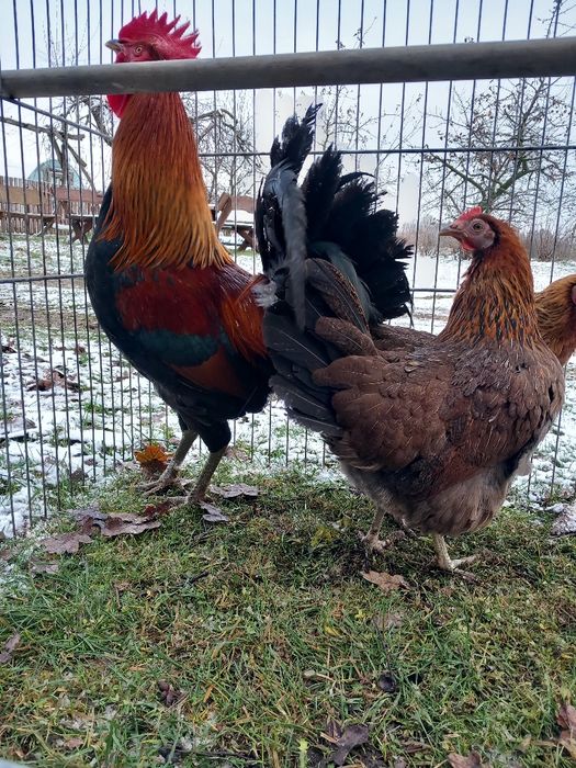 Zielononóżki koguty