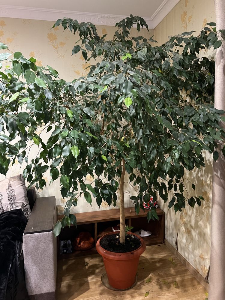 Продам дерево фікус 2 м