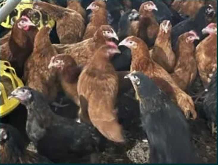 Kury Rosa Leghorn Dominant Lohman Greenshel