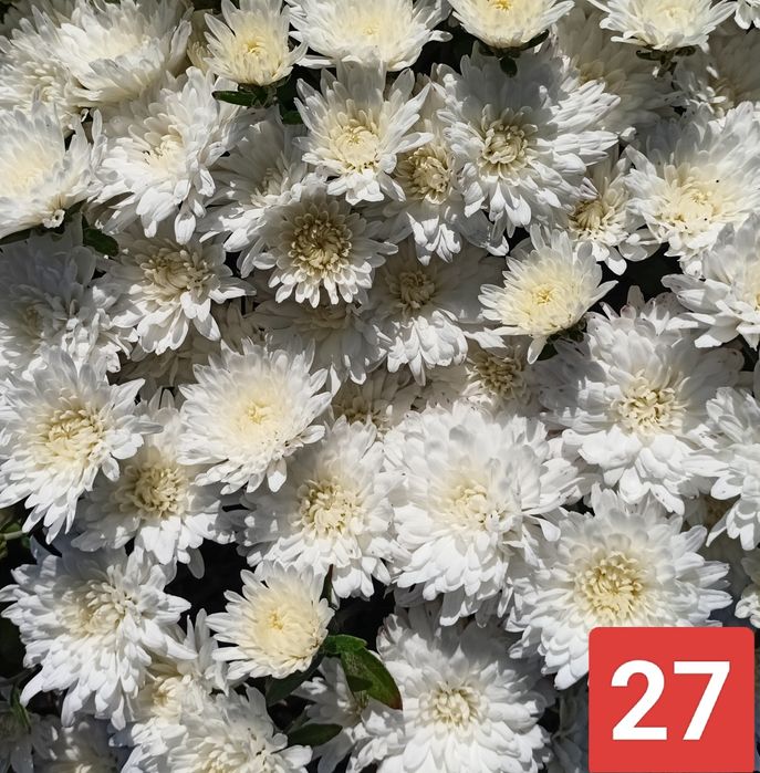 Хризантема мультифлора, корейська кущова. Багаторічні Квіти