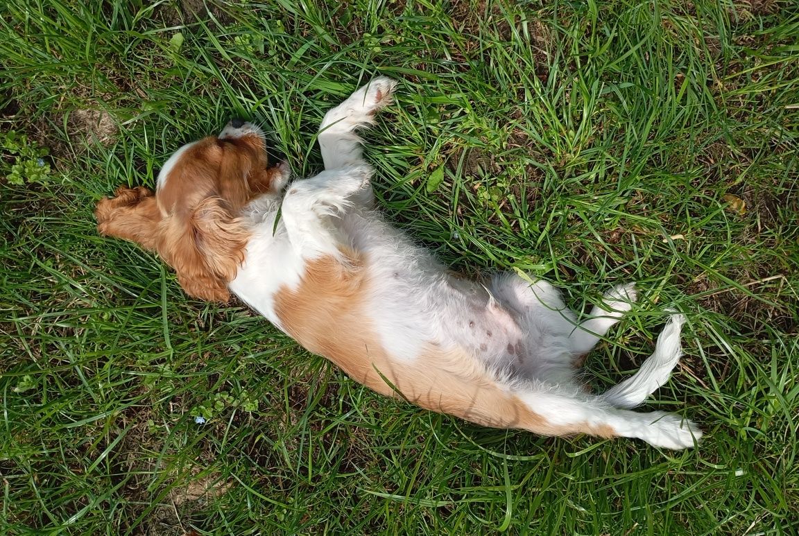 Cavalier King Charles spaniel