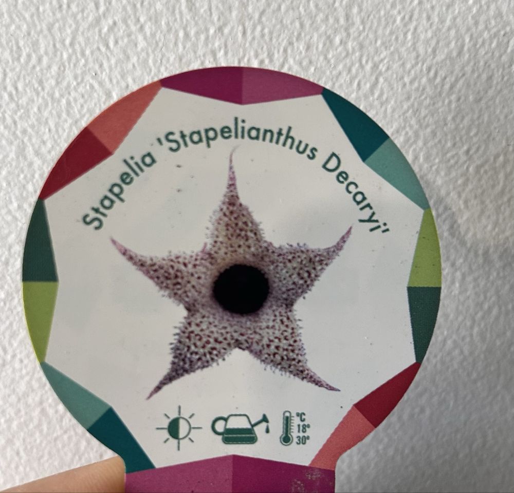 Stapelia Stapelianthus decaryi