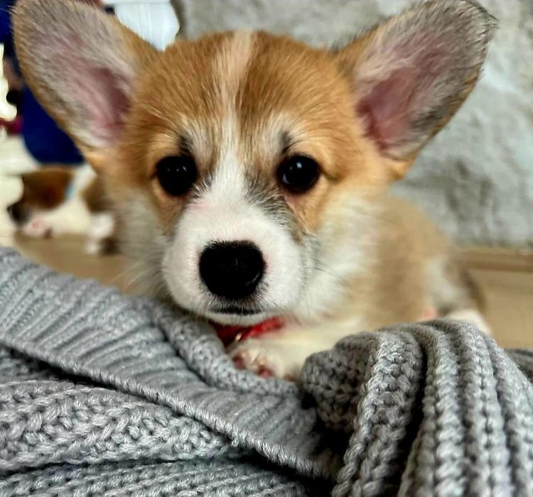 Цуценята Коргі КСУ