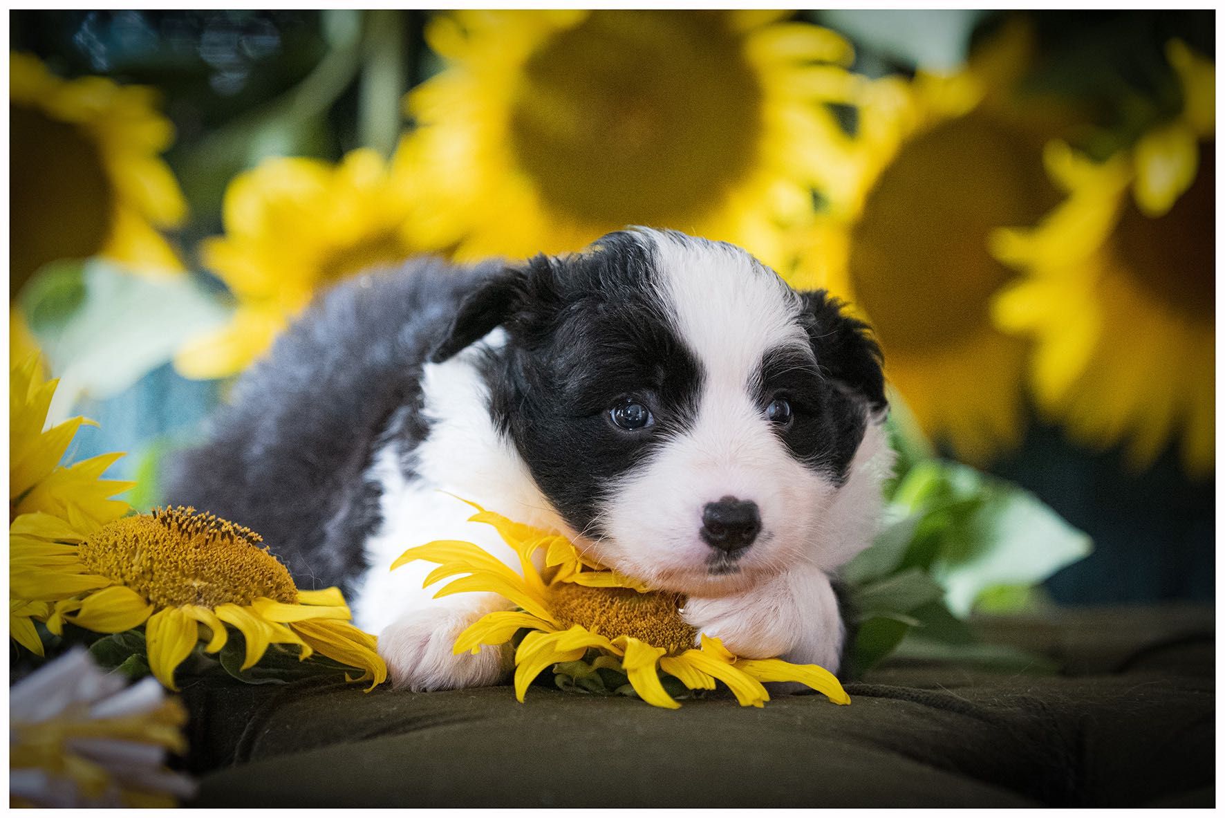 Border Collie ZKWP FCI