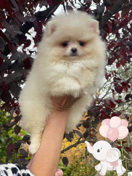 Невероятные малыши померанский шпиц