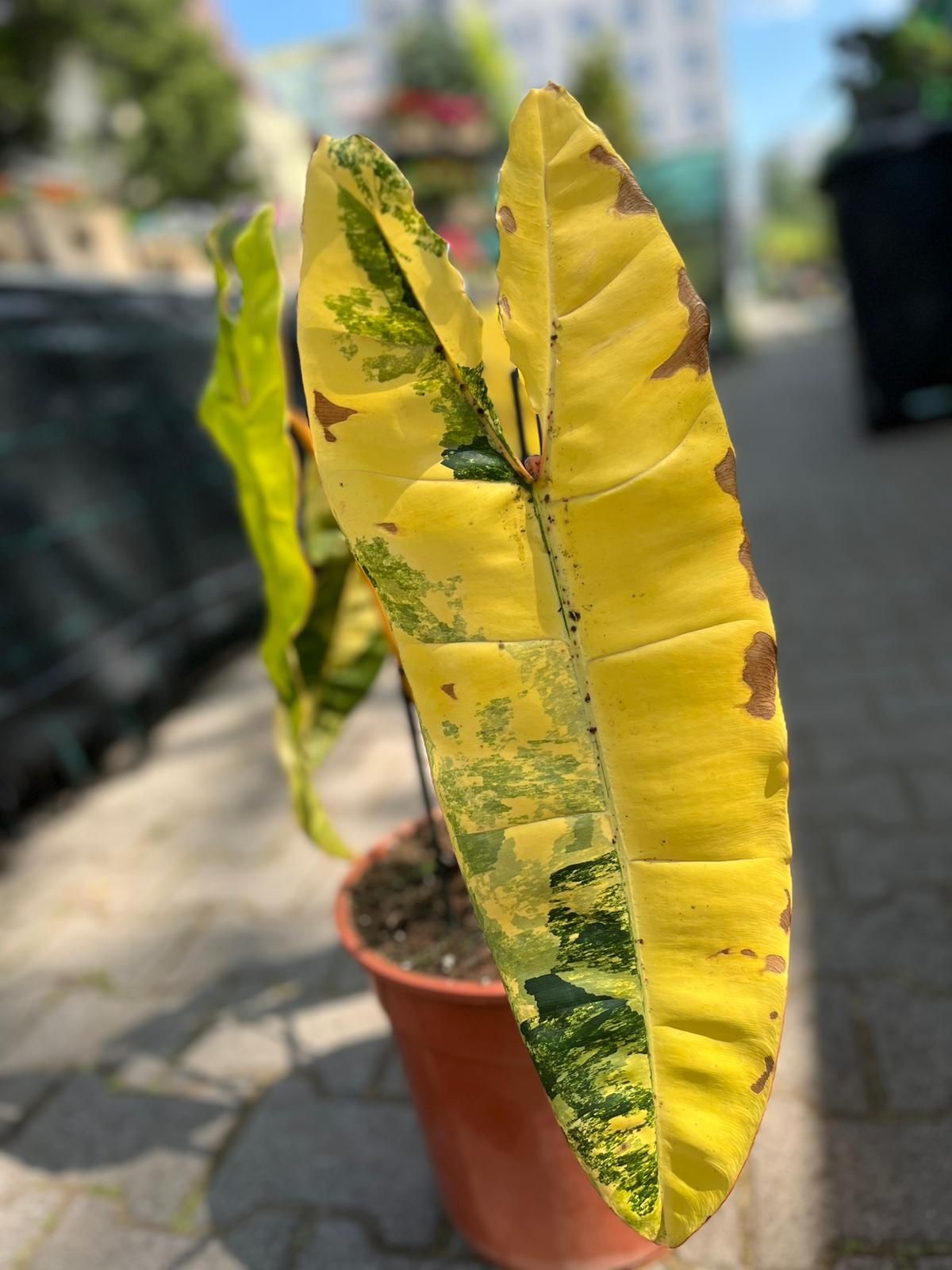 PhiPhilodendron Billietiae Variegated