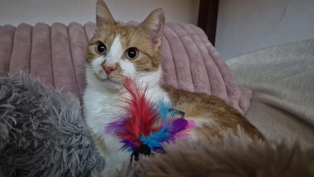 3 letni kociak do adopcji