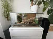 Sprzedam terrarium z gekonami