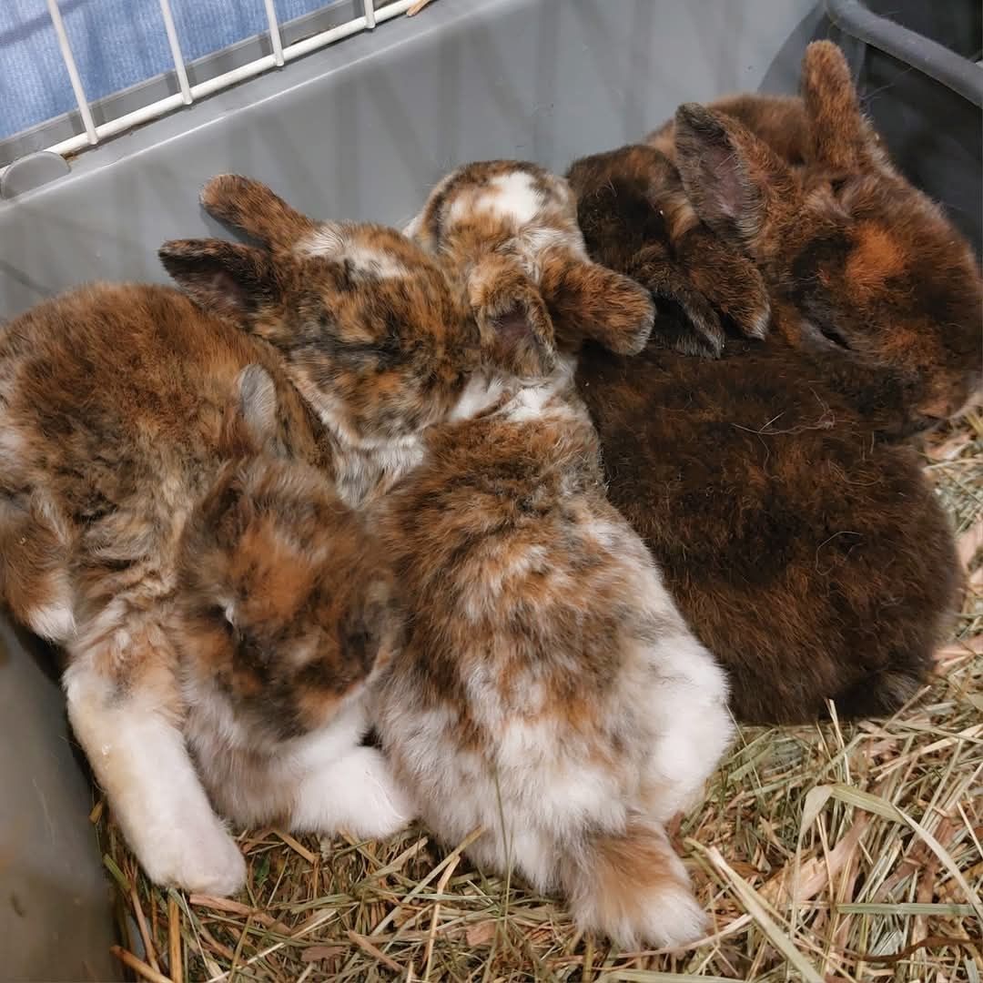 Pluszowy mini rex gepard, trójbarwny, japoński, karzełek, miniaturka