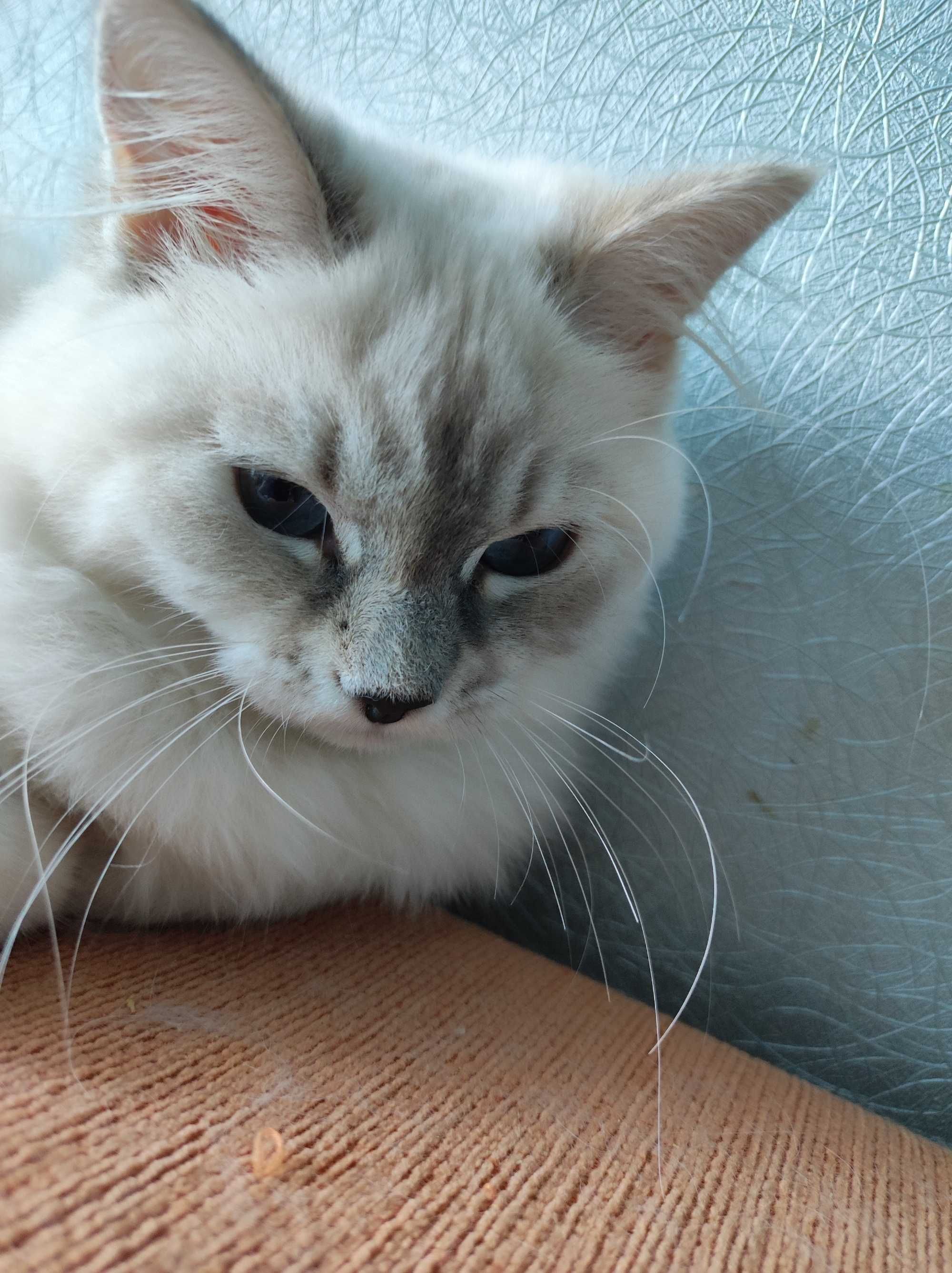 Невская маскарадная кошечка