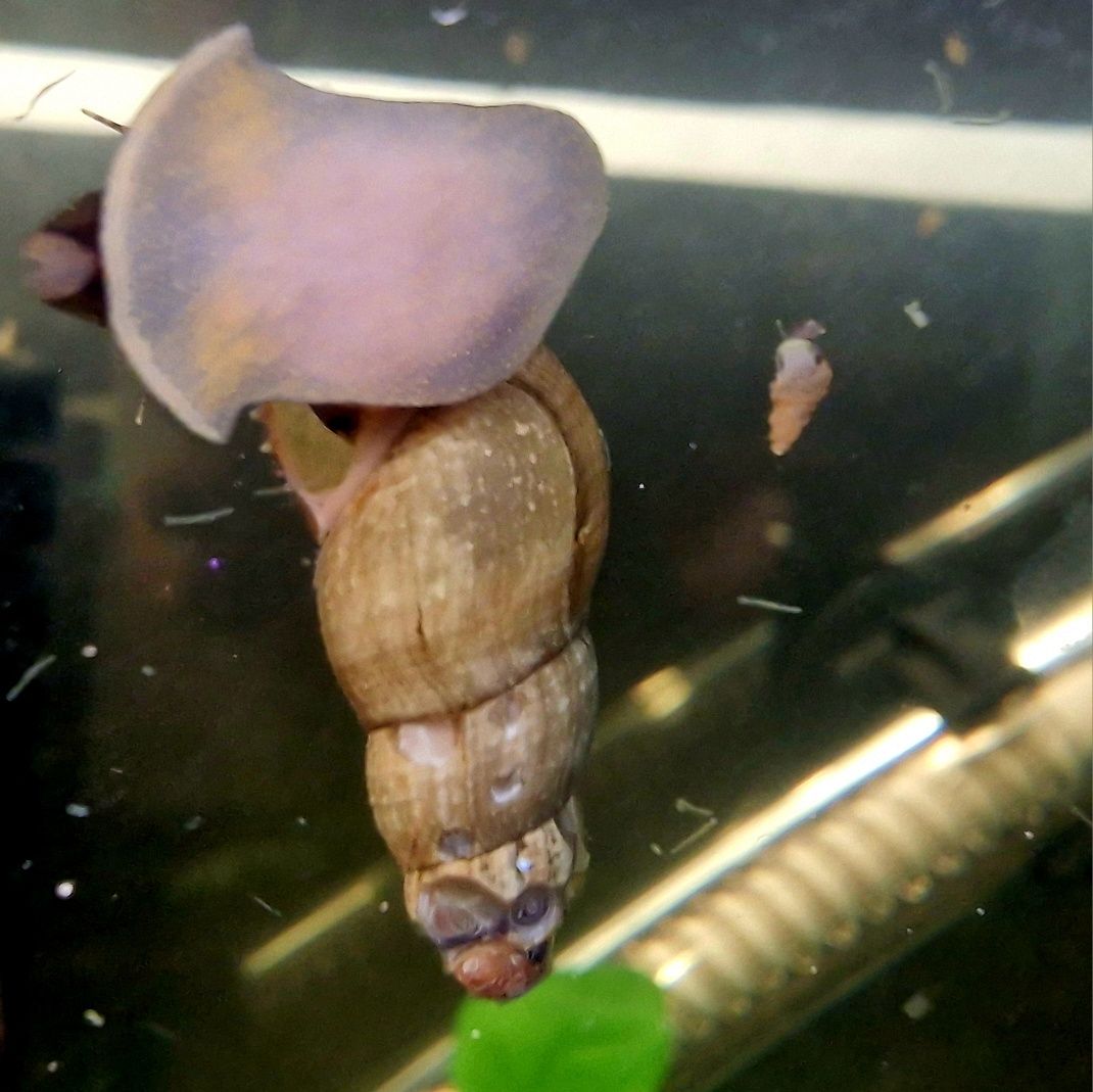 Malaysian trumpet snail / caracol trompeta da malasia (caracol de agua
